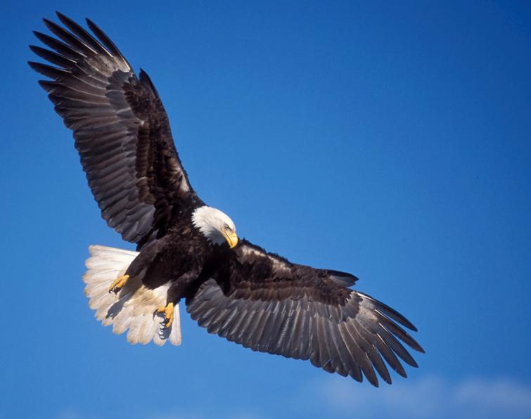 Image of Bald Eagle