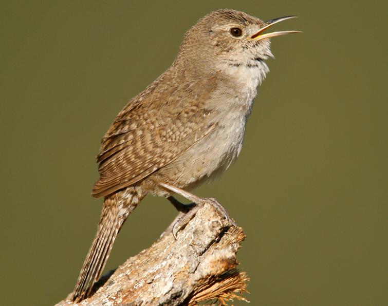 House Wren Songs And Calls Larkwire