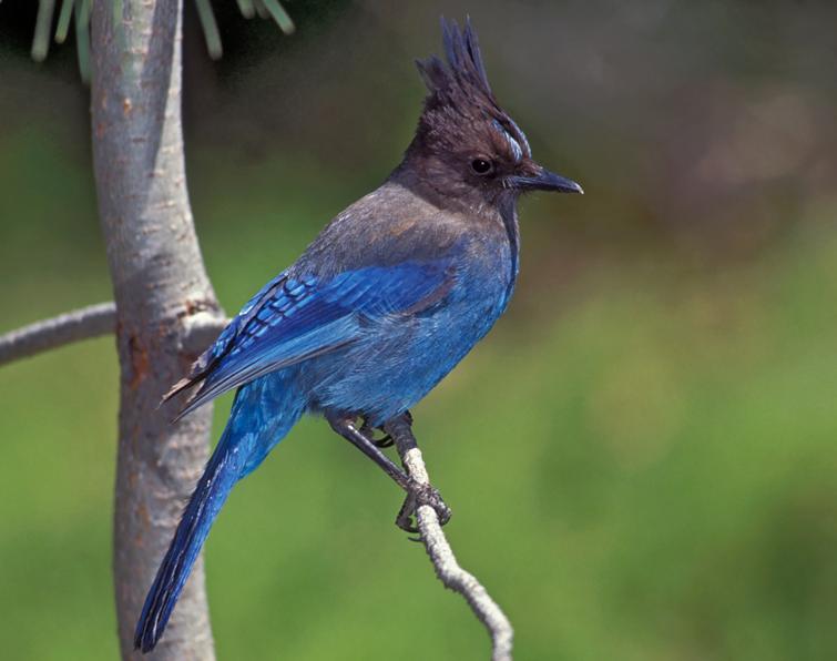 Steller's Jay Songs and Calls - Larkwire