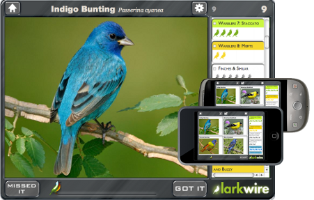 birdsong gameboard